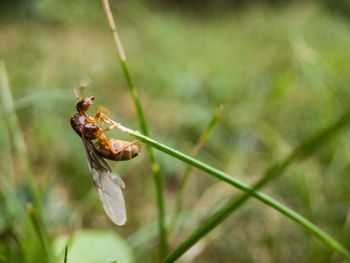 Close-up of insect on plant