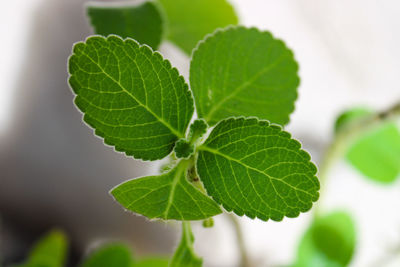 Close-up of green leaf