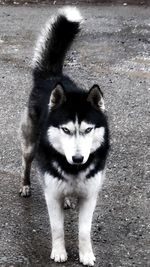 Portrait of dog standing outdoors