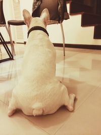 Dog resting on floor at home