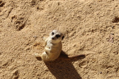 High angle view of meerkat