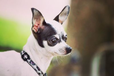 Close-up of dog looking away