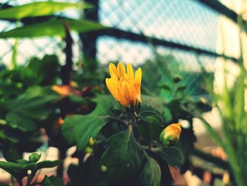 Close-up of yellow flowering plant