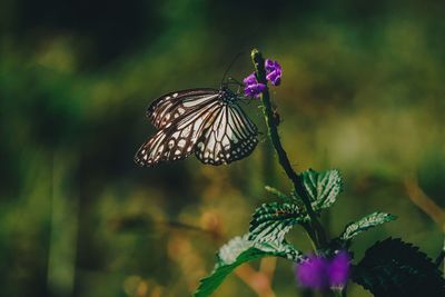 Close-up of butterfly on purple flower