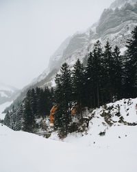 Trees on snow covered landscape against sky