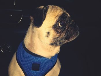 Close-up of dog against black background