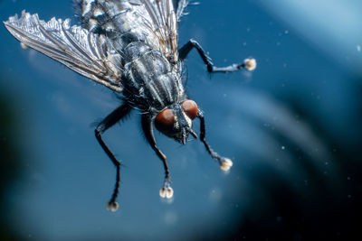 Macro photo of a housefly musca domestica