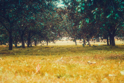 Trees on field