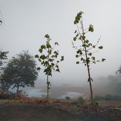 Trees on landscape against sky