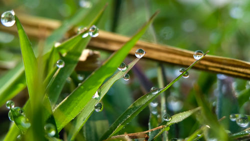 Close-up of wet grass