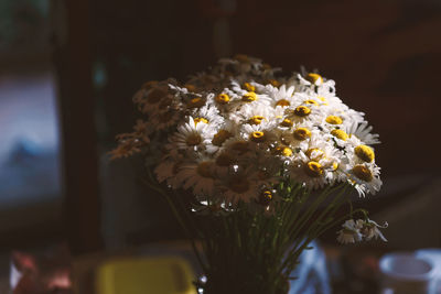 Close-up of flowers in vase