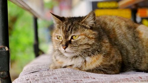 Close-up portrait of tabby cat