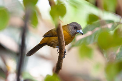 Golden-hooded tanager - tangara larvata female perching on a branch