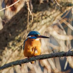 Low angle view of bird perching on tree