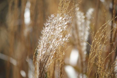 Close-up of wheat growing on field