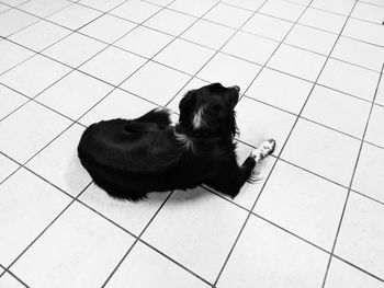 High angle view of dog sitting on tiled floor