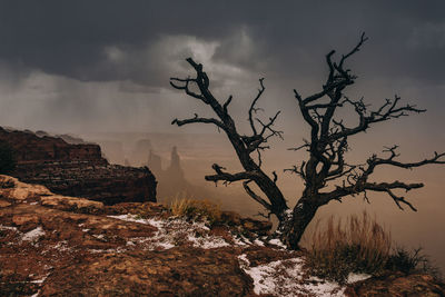 Dead tree on rock formation against sky