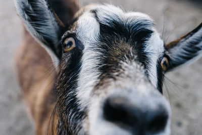 Close-up of goat