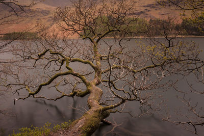 Close-up of bare tree against sky