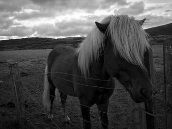 Horse standing in ranch against sky