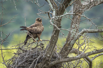 Low angle view of bird perching on branch