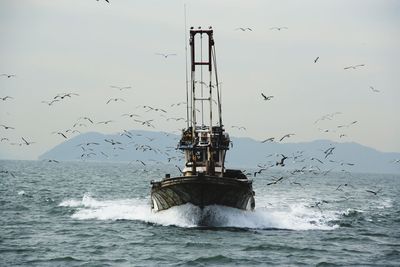 Boat sailing amidst birds flying above sea