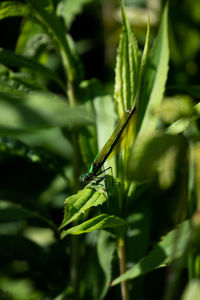 Close-up of insect on leaf