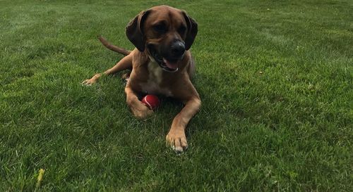 Dog sitting on field