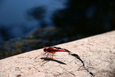 Close-up of insect on rock