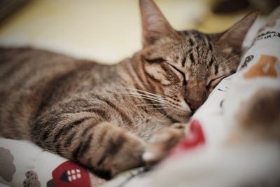 Close-up of cat sleeping