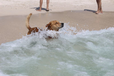 Dog playing in water at beach