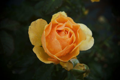 Close-up of rose blooming outdoors