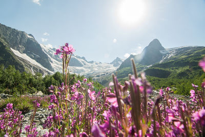 Purple flowering plants against sky