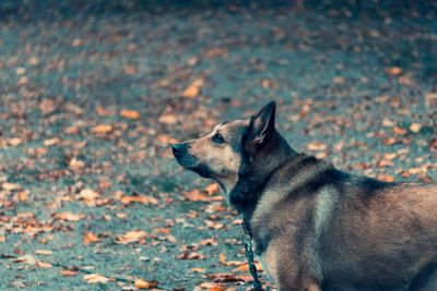 Dog looking away on field