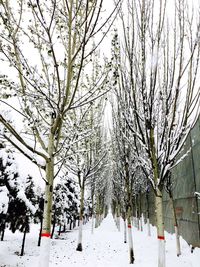 Bare trees against sky