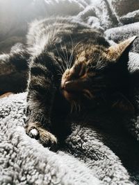 Close-up of cat lying on bed at home