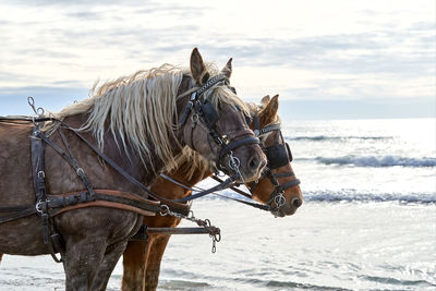 View of a horse in the sea