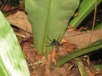 Close-up of plant