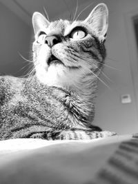 Close-up of a cat looking away at home