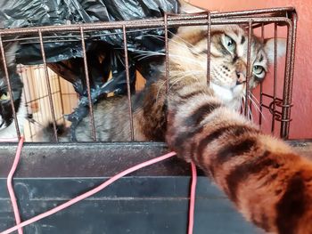 Cat relaxing in cage