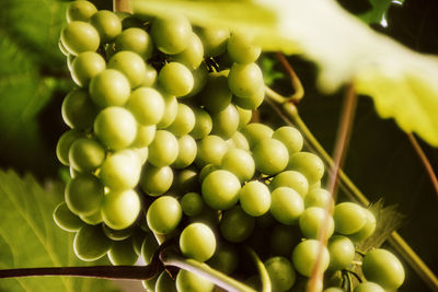 Close-up of green grapes