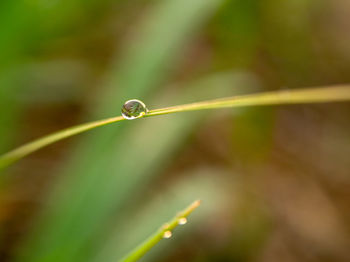 Close-up of water drops on blade of grass