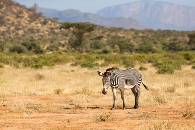 View of a zebra on field