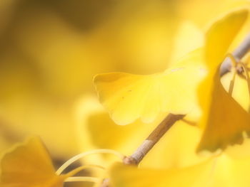 Close-up of yellow rose flower