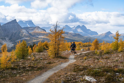 Walking dog from egypt lakes to healey pass in banff national park