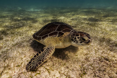 Close-up of turtle in sea