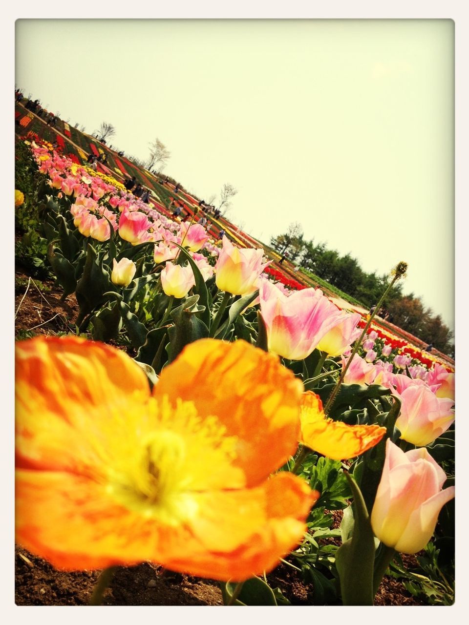 transfer print, flower, auto post production filter, fragility, petal, freshness, flower head, yellow, beauty in nature, growth, multi colored, nature, blooming, plant, field, red, clear sky, in bloom, day, close-up