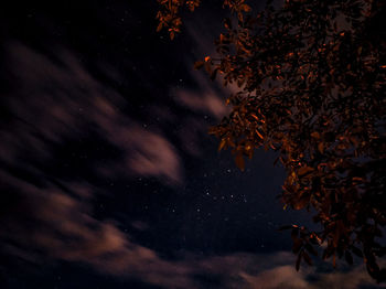 Close-up of maple tree against sky at night