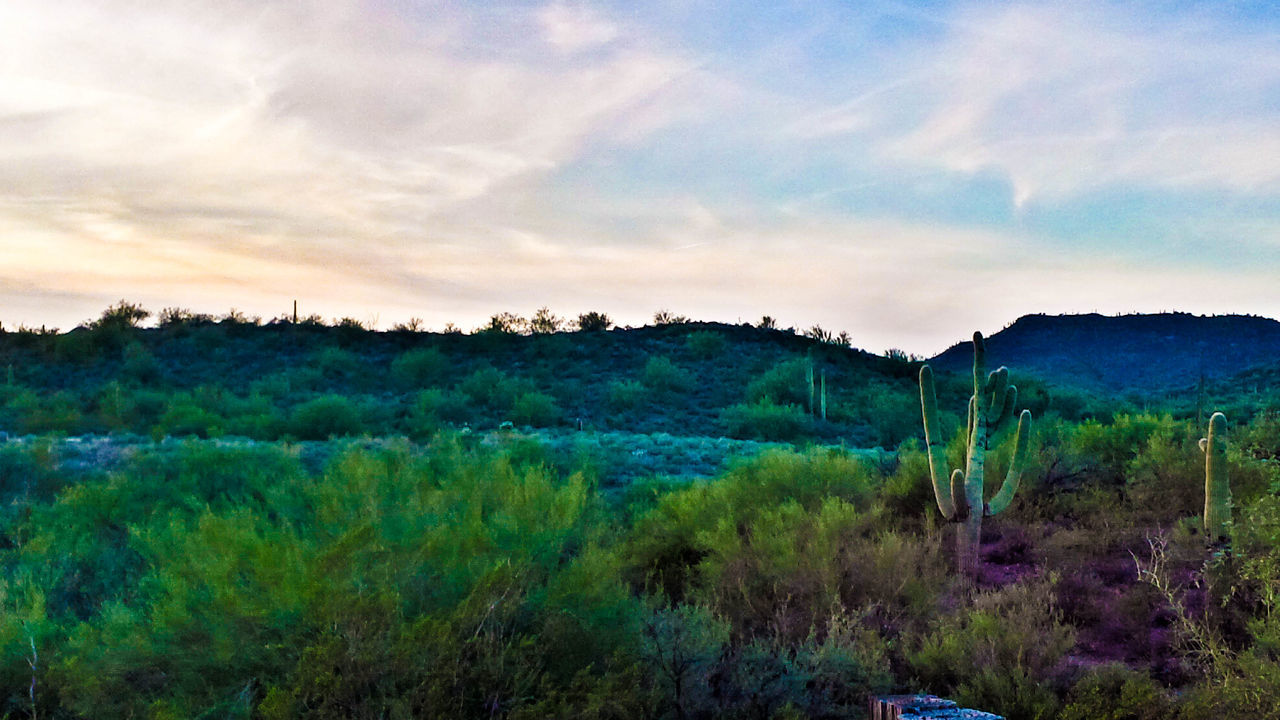 Arizona roadside