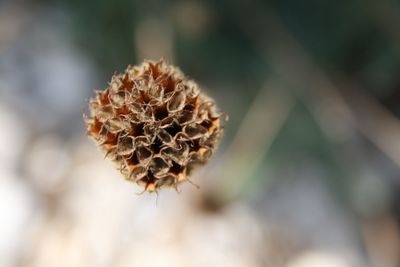 Close-up of wilted plant